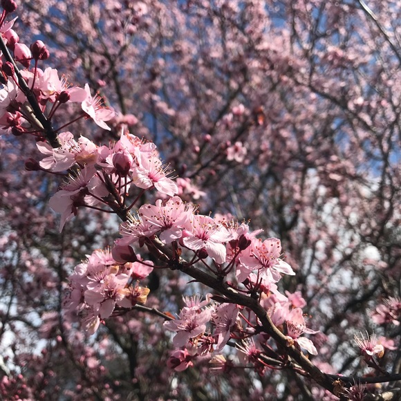 🌺 a massive mahalo! 🌺 - Picture 1 of 1